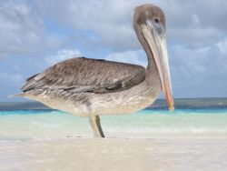 Pelican, shot (not down) on Klein Bonaire, Canon A20 in h... by Piet Kramer 
